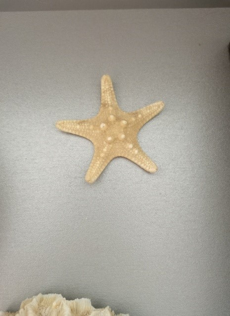Морски́е звёзды
